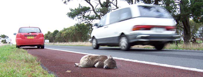 小考拉让人心疼,瘦弱的小考拉