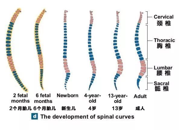 背背佳矫正驼背书包,驼背书包怎么挑选