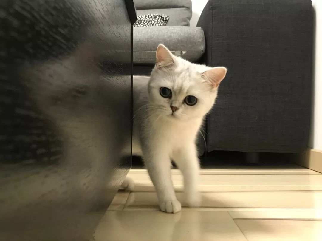 猫知道想主人吗,猫知道下雨下雪