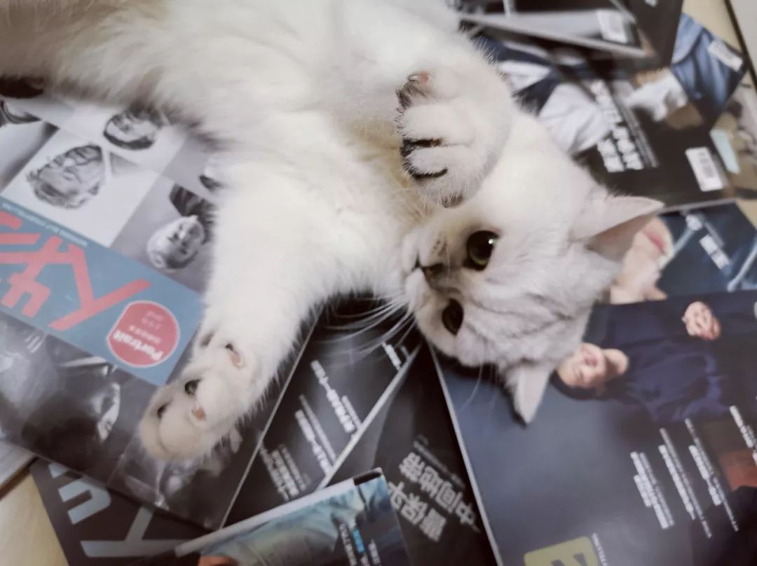 猫知道想主人吗,猫知道下雨下雪