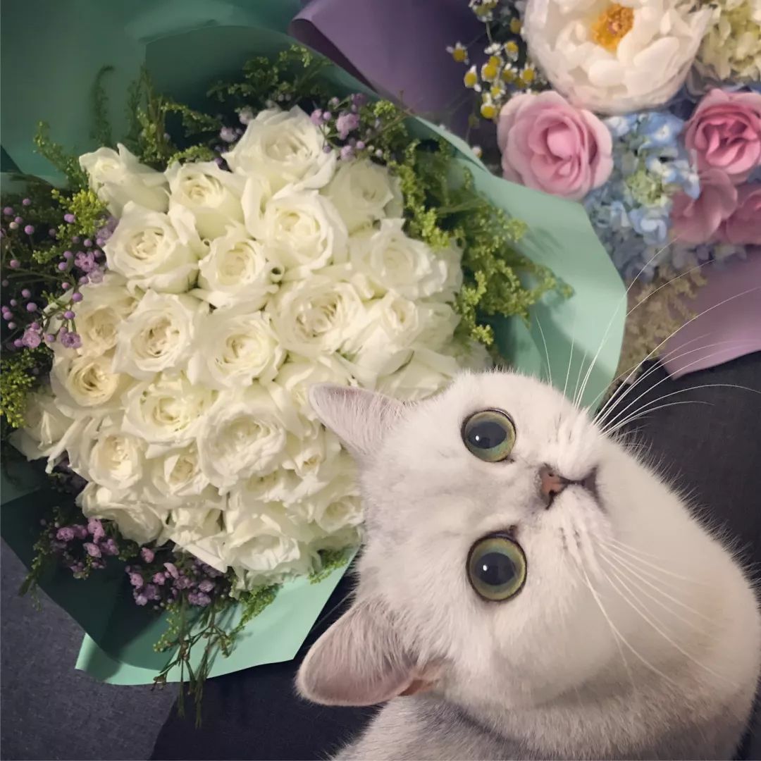 猫知道想主人吗,猫知道下雨下雪