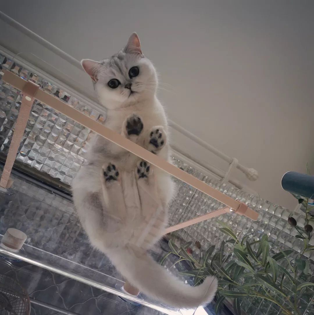 猫知道想主人吗,猫知道下雨下雪