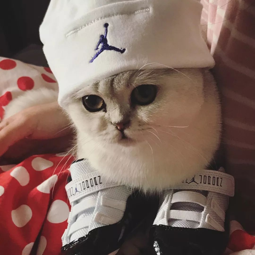 猫知道想主人吗,猫知道下雨下雪