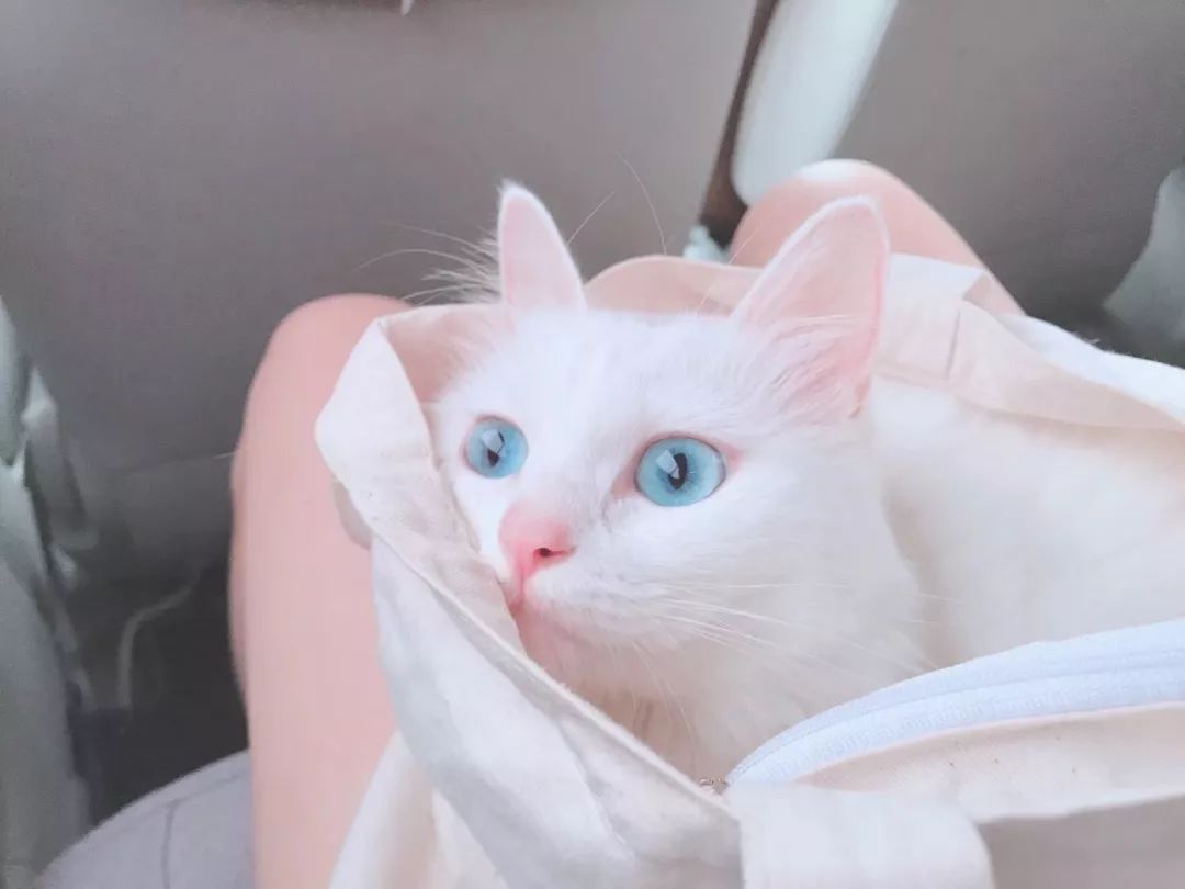 猫知道想主人吗,猫知道下雨下雪