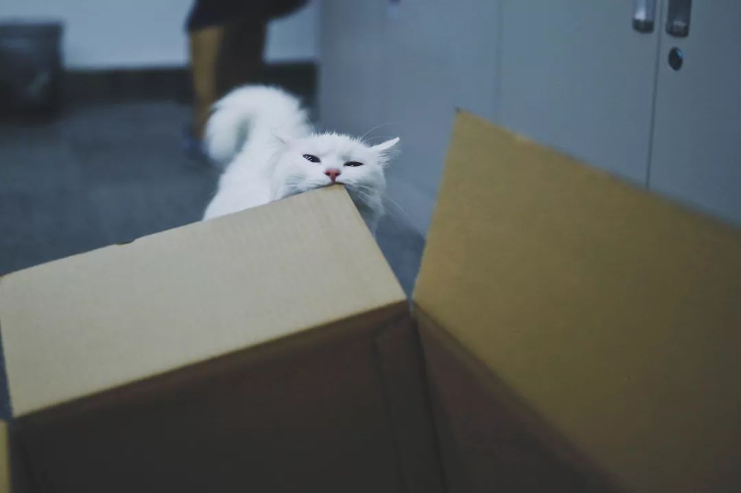 猫知道想主人吗,猫知道下雨下雪