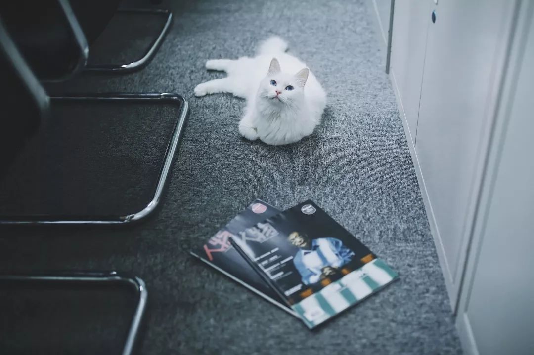 猫知道想主人吗,猫知道下雨下雪