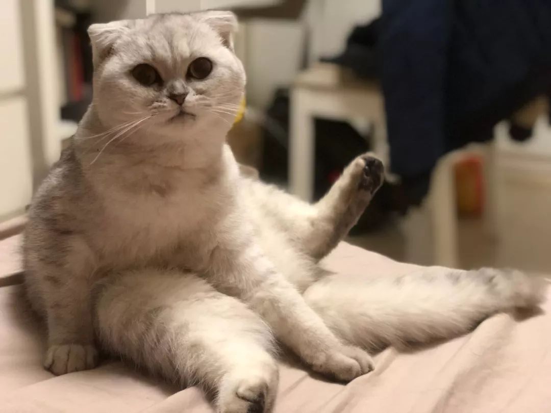 猫知道想主人吗,猫知道下雨下雪