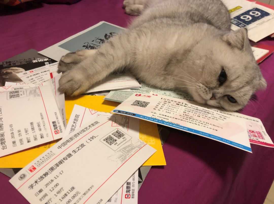 猫知道想主人吗,猫知道下雨下雪