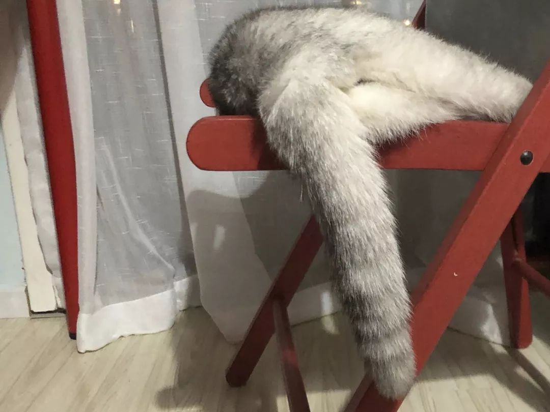 猫知道想主人吗,猫知道下雨下雪