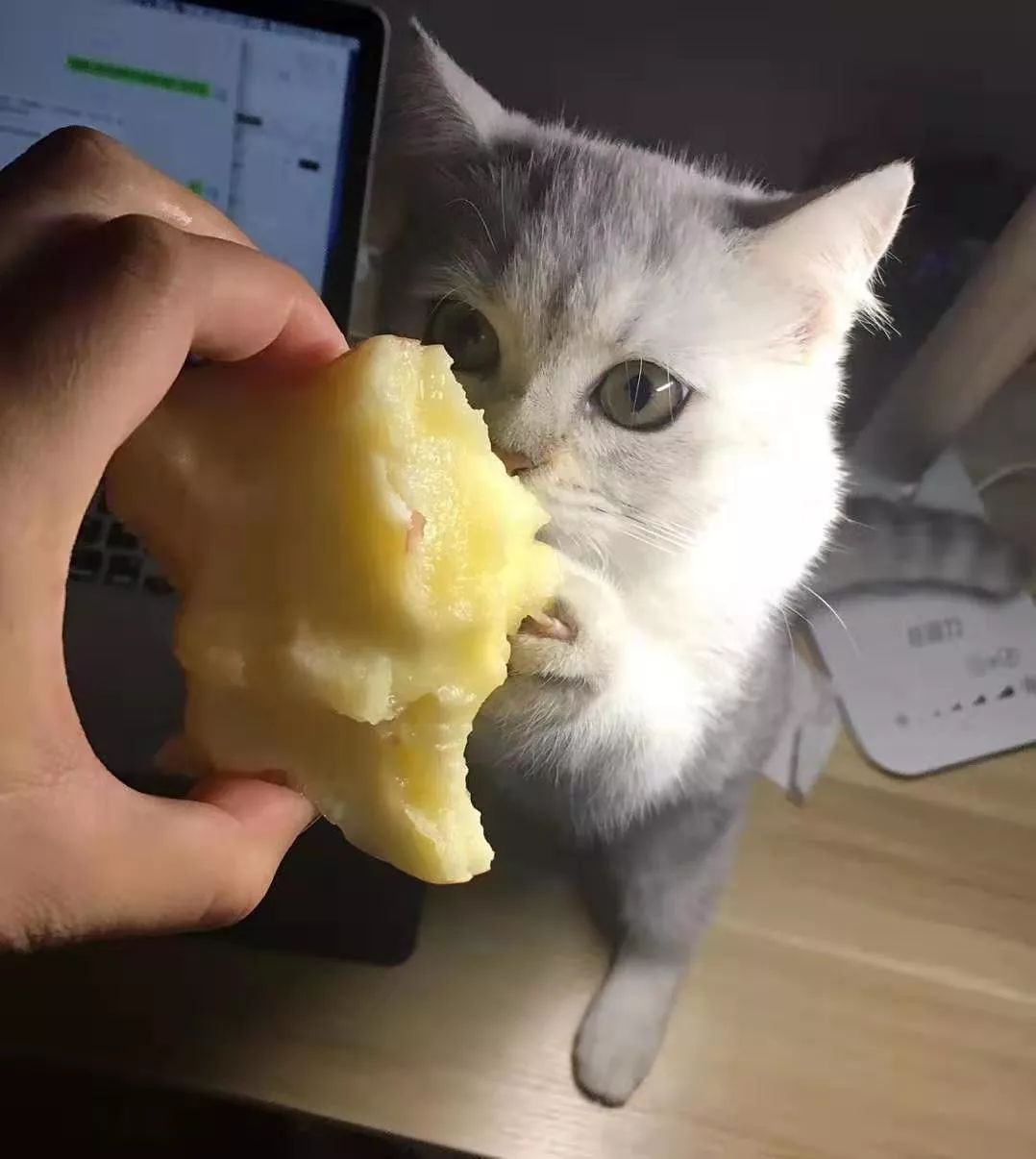 猫知道想主人吗,猫知道下雨下雪