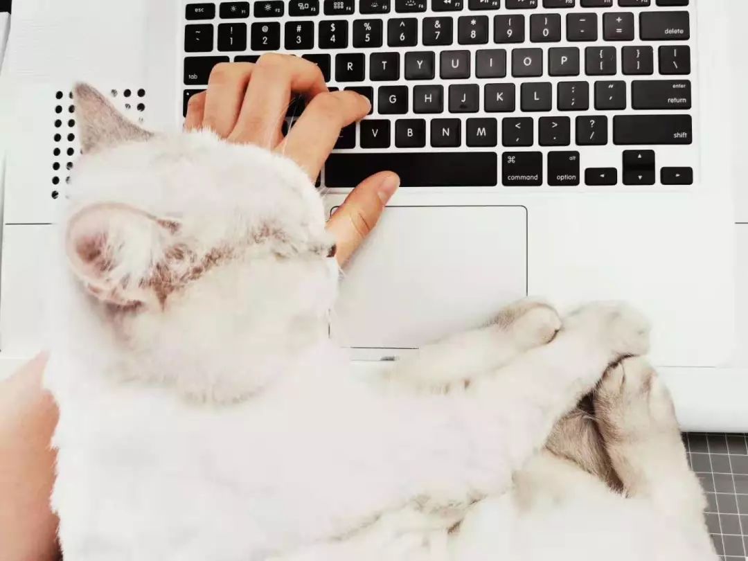 猫知道想主人吗,猫知道下雨下雪