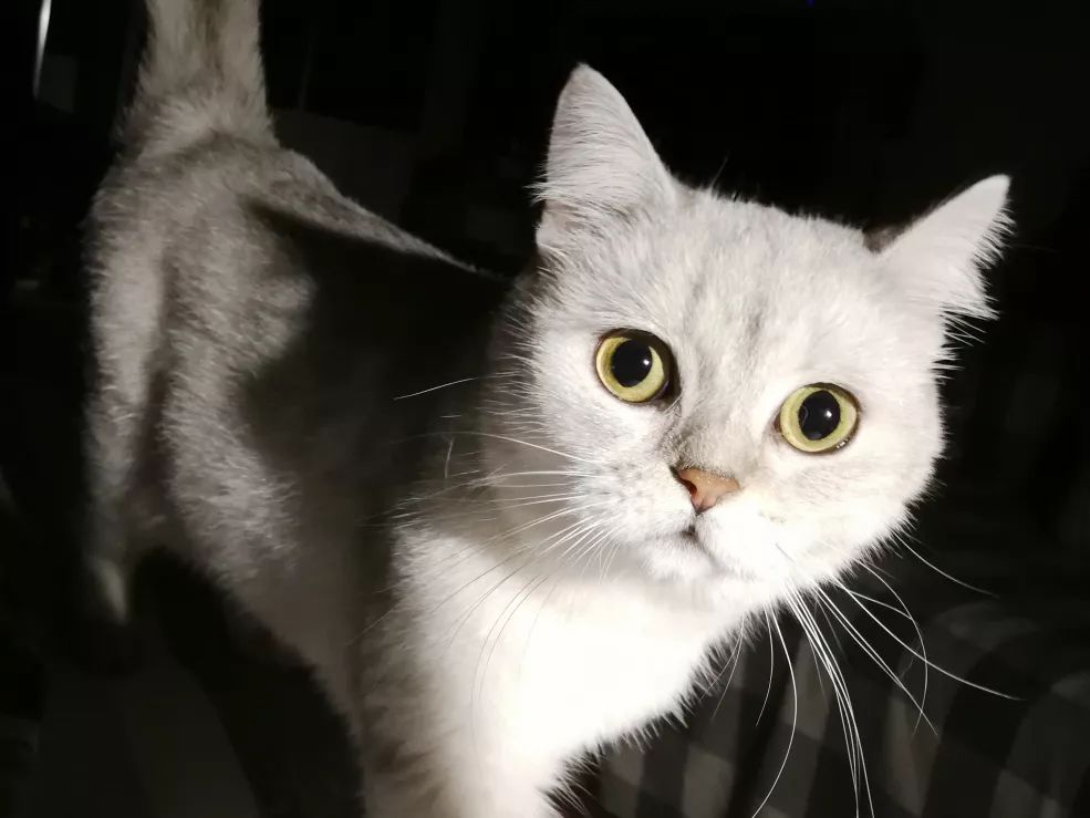 猫知道想主人吗,猫知道下雨下雪