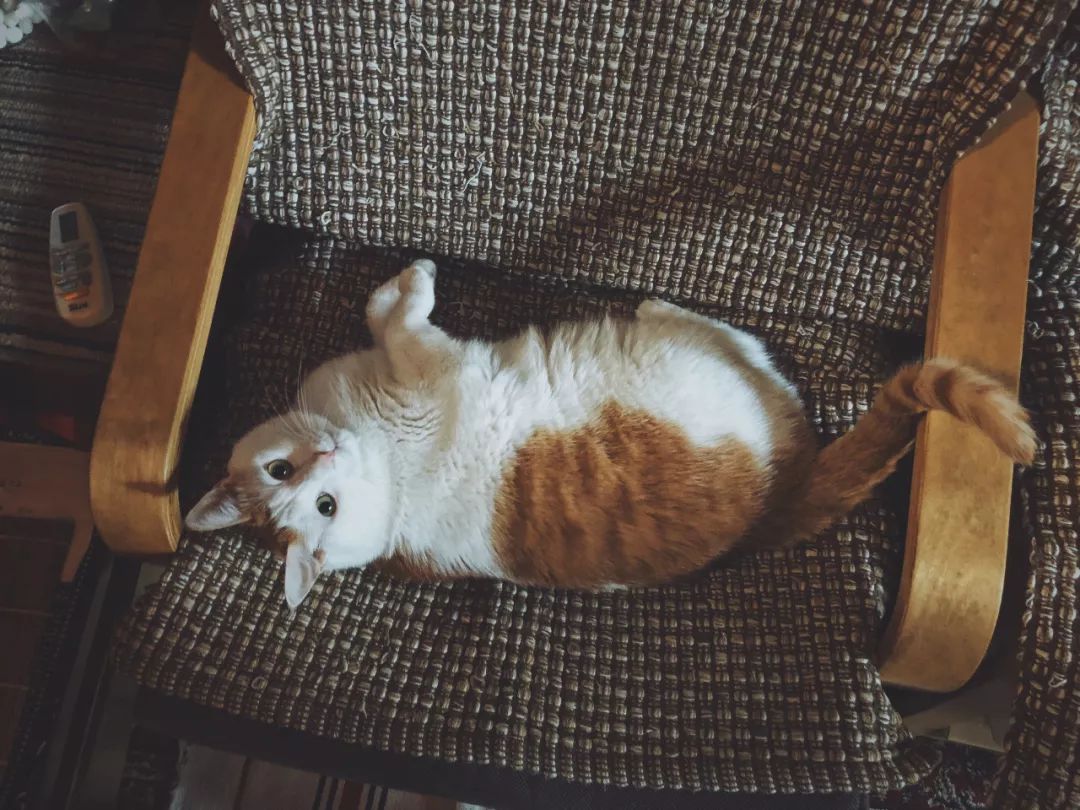 猫知道想主人吗,猫知道下雨下雪