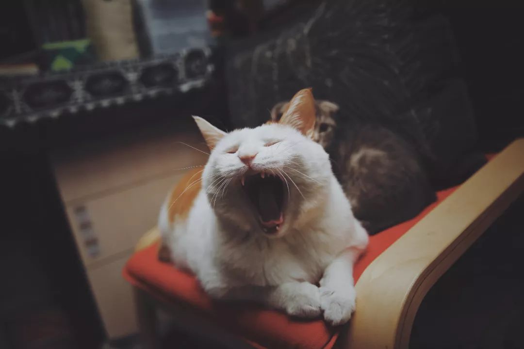 猫知道想主人吗,猫知道下雨下雪