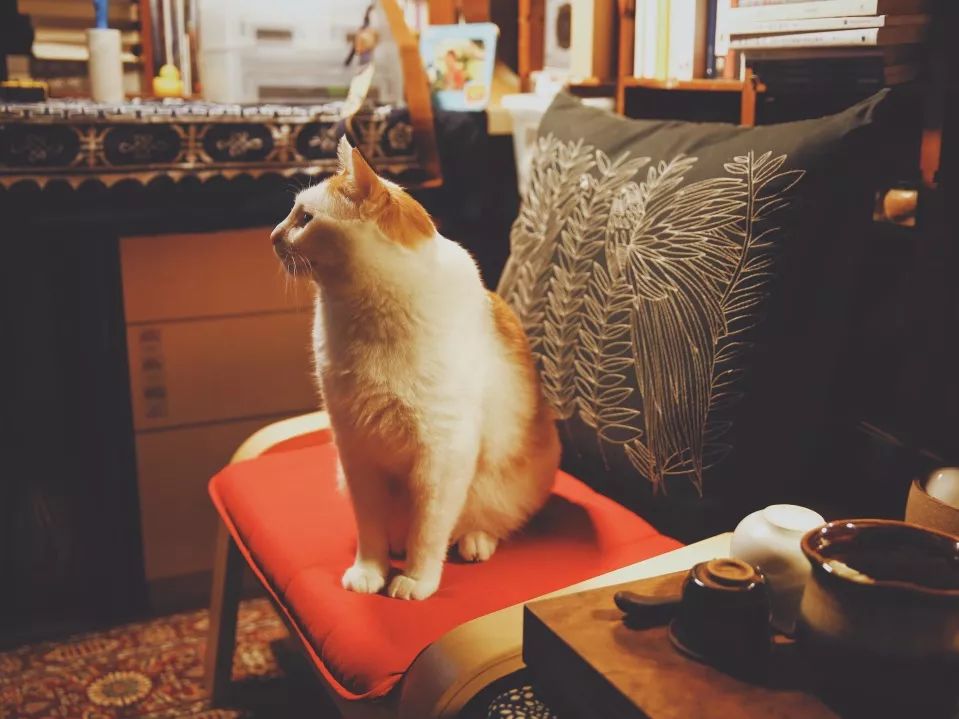 猫知道想主人吗,猫知道下雨下雪