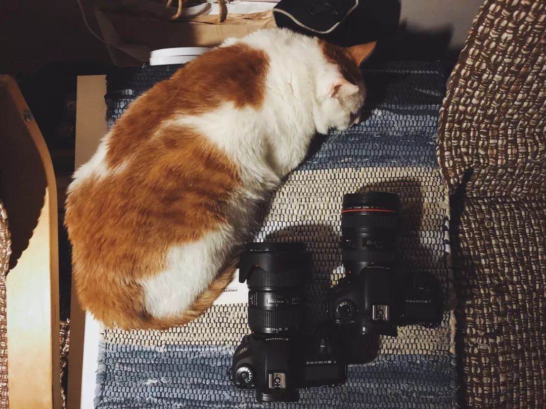 猫知道想主人吗,猫知道下雨下雪