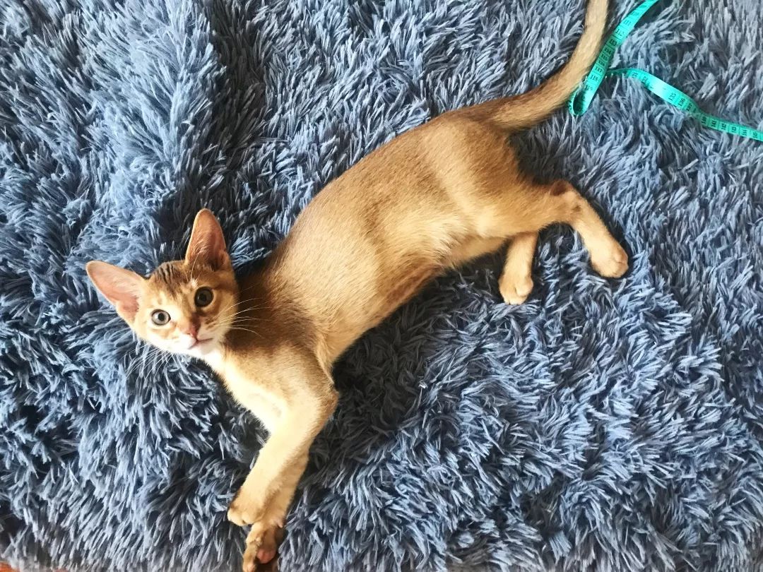 猫知道想主人吗,猫知道下雨下雪