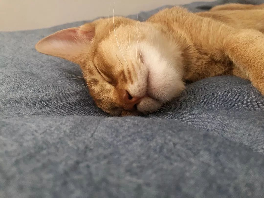 猫知道想主人吗,猫知道下雨下雪