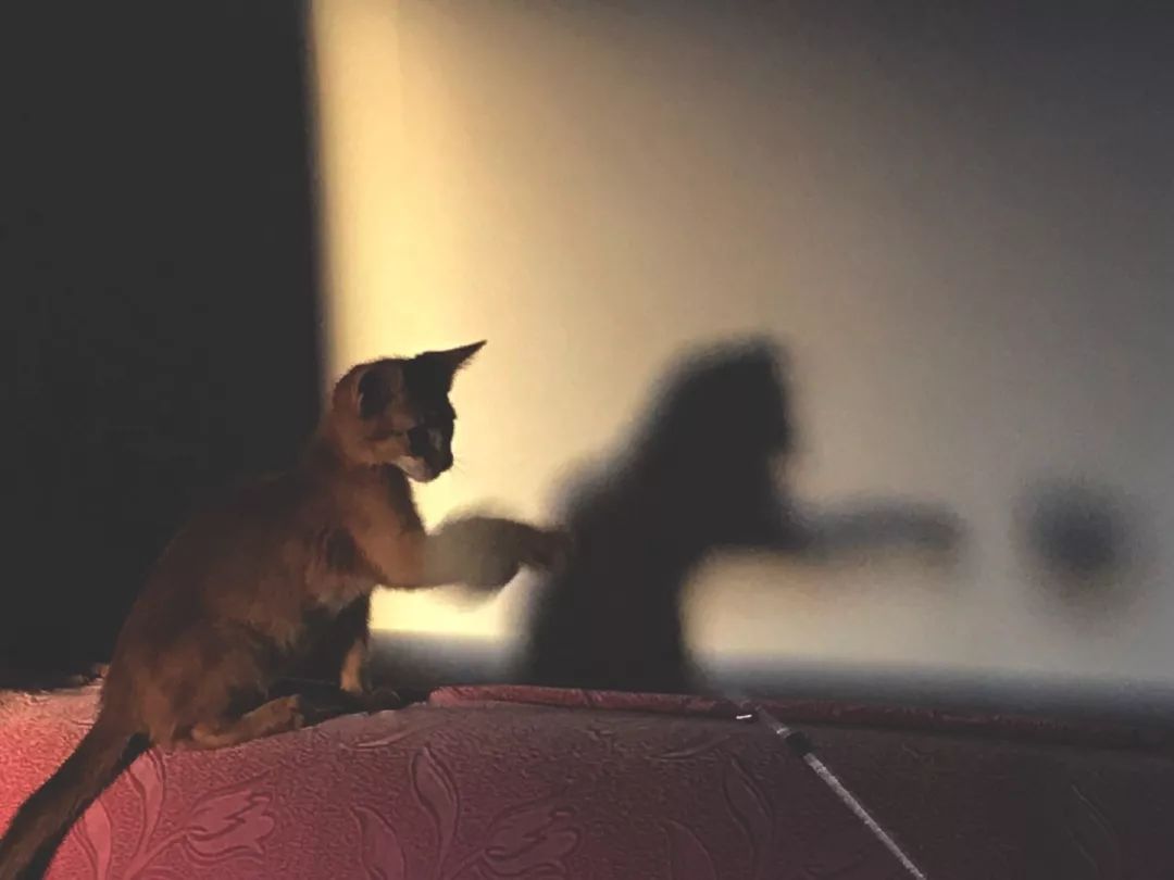 猫知道想主人吗,猫知道下雨下雪