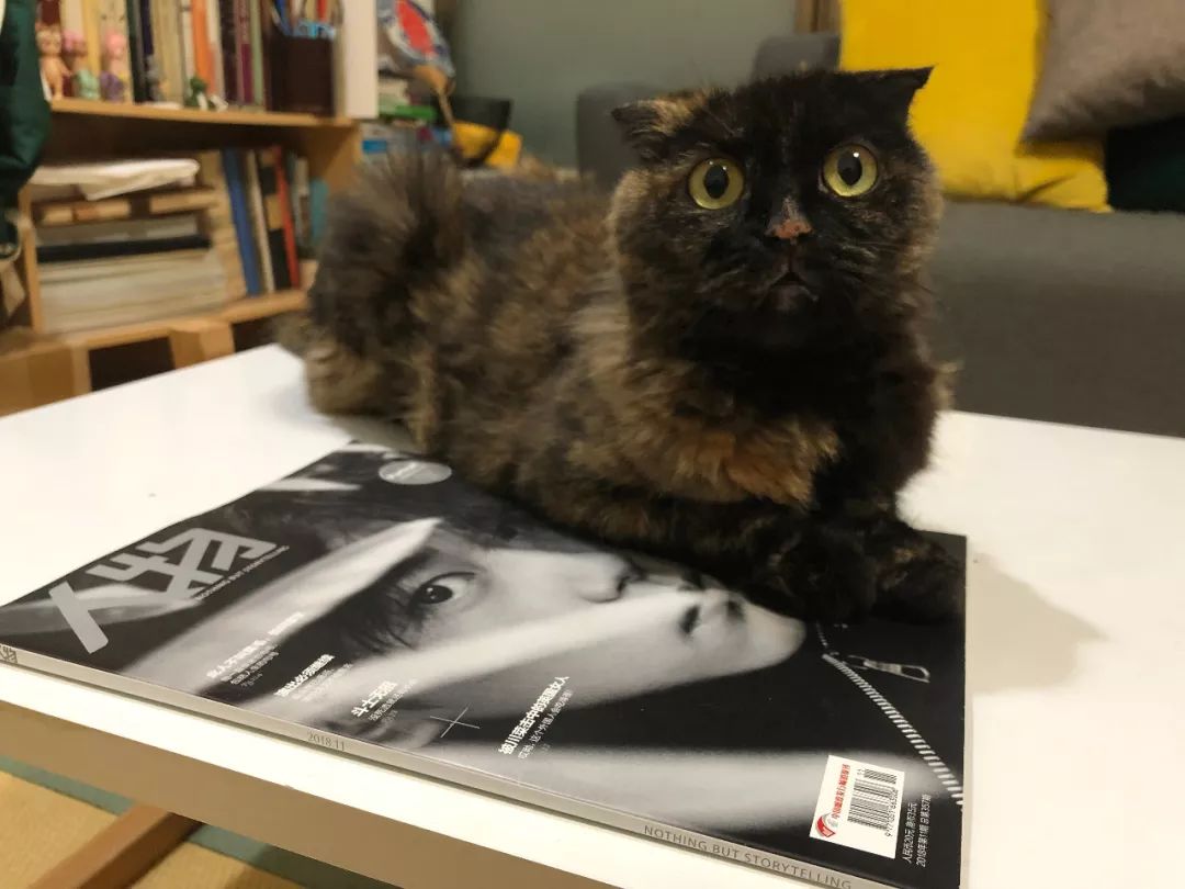 猫知道想主人吗,猫知道下雨下雪