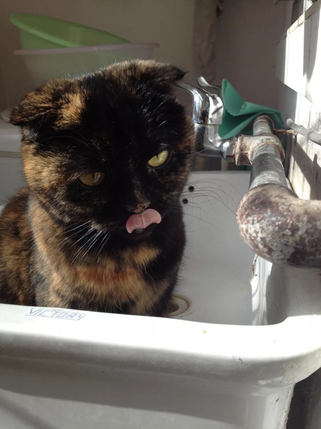 猫知道想主人吗,猫知道下雨下雪