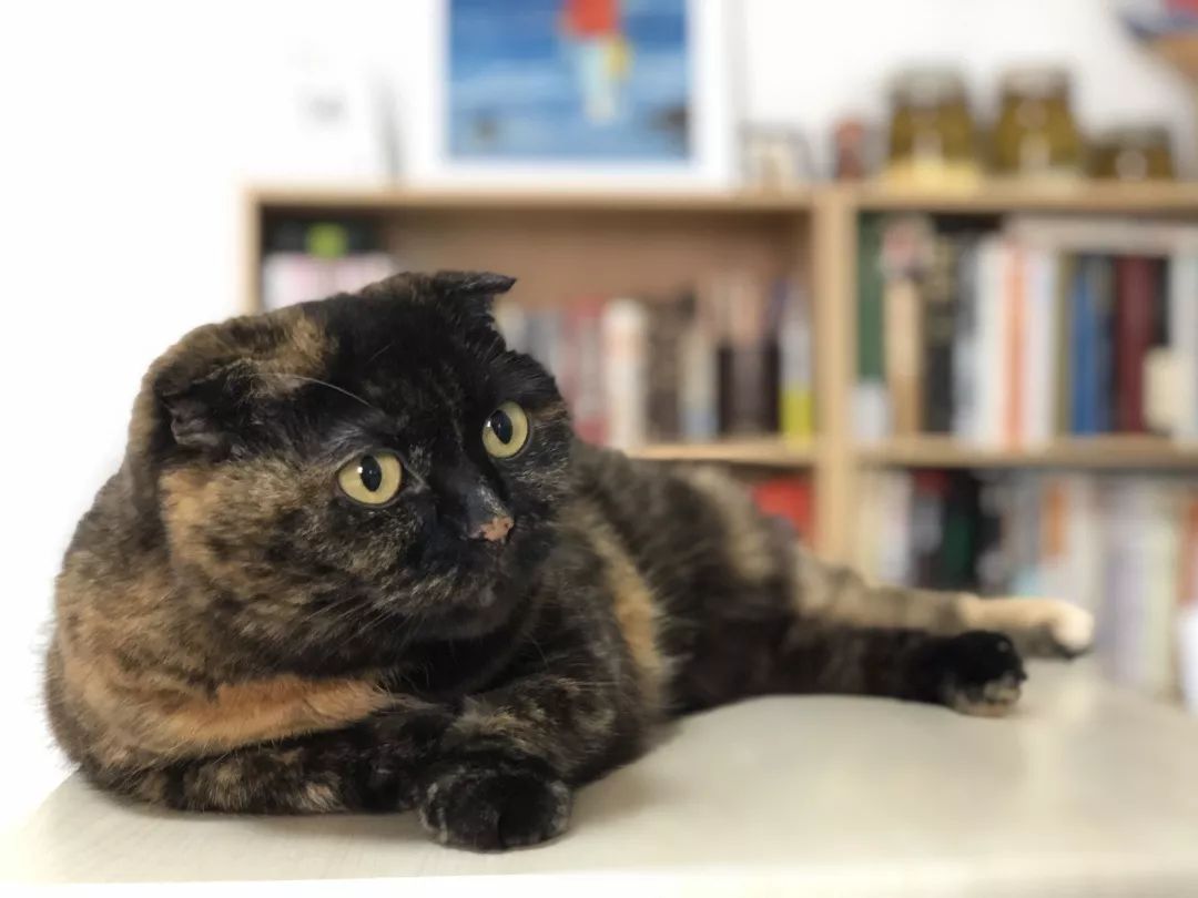 猫知道想主人吗,猫知道下雨下雪