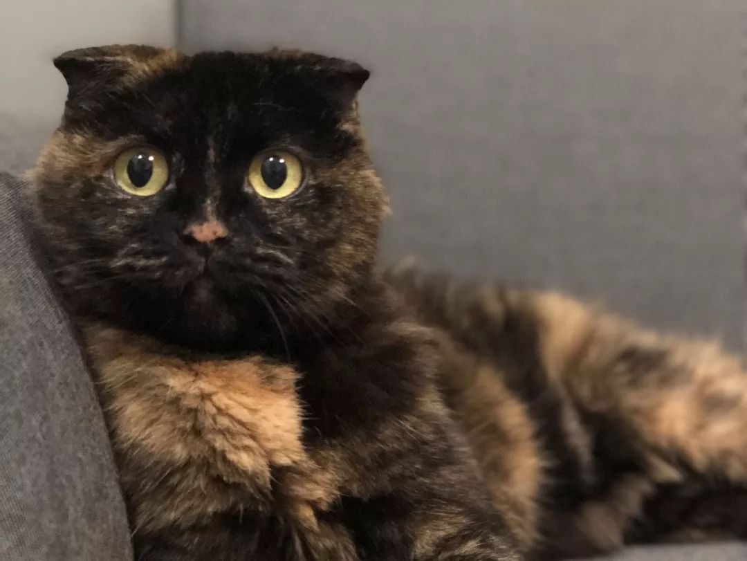 猫知道想主人吗,猫知道下雨下雪