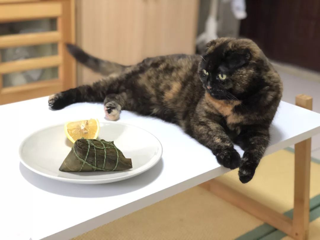 猫知道想主人吗,猫知道下雨下雪