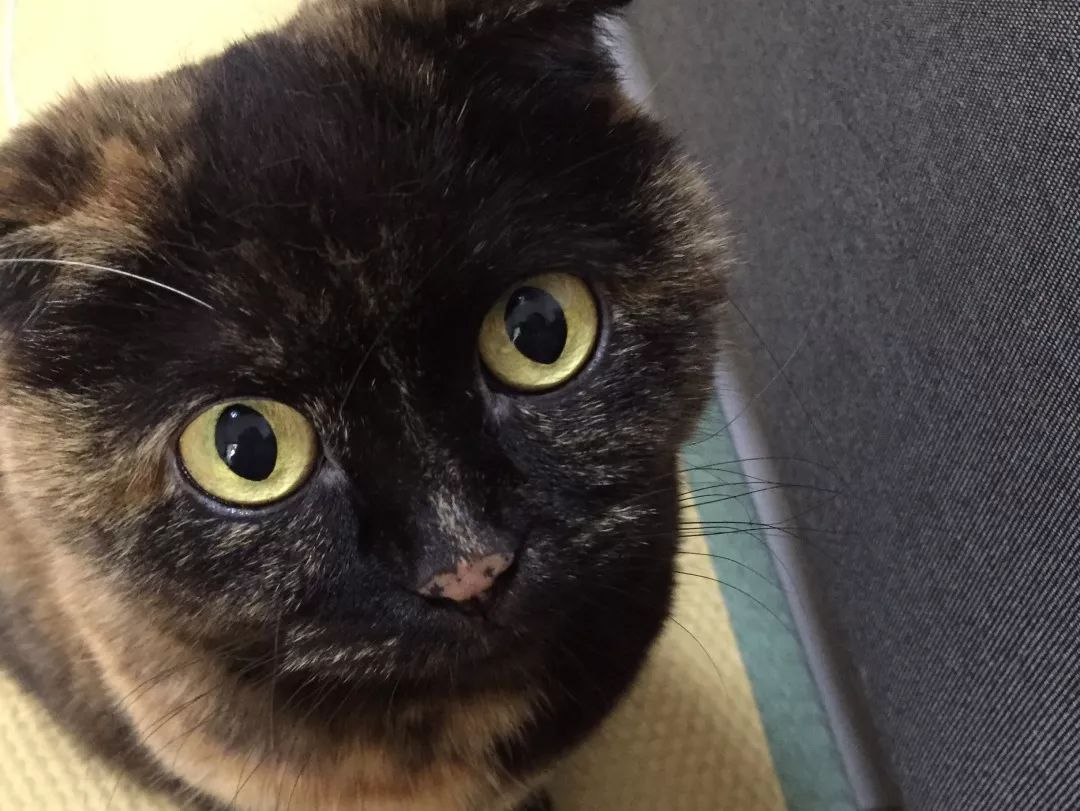 猫知道想主人吗,猫知道下雨下雪