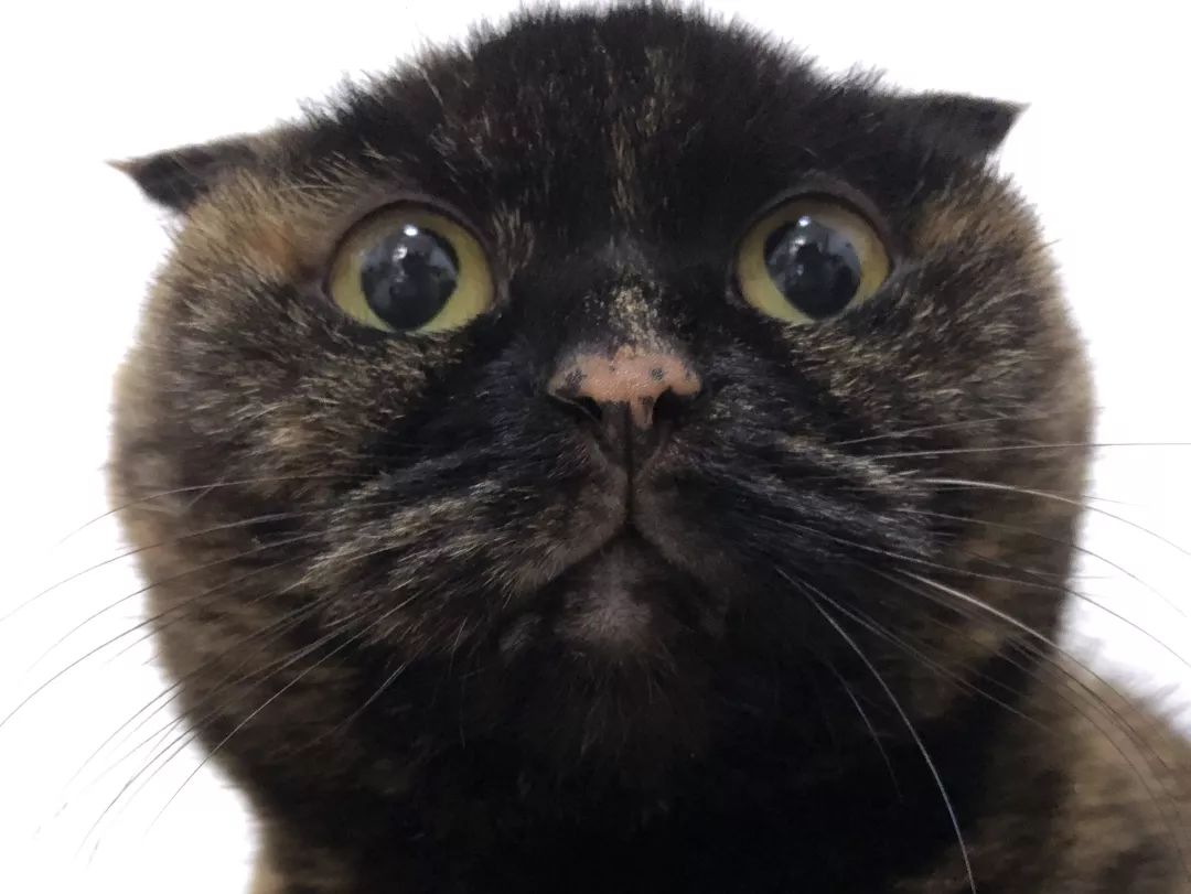 猫知道想主人吗,猫知道下雨下雪