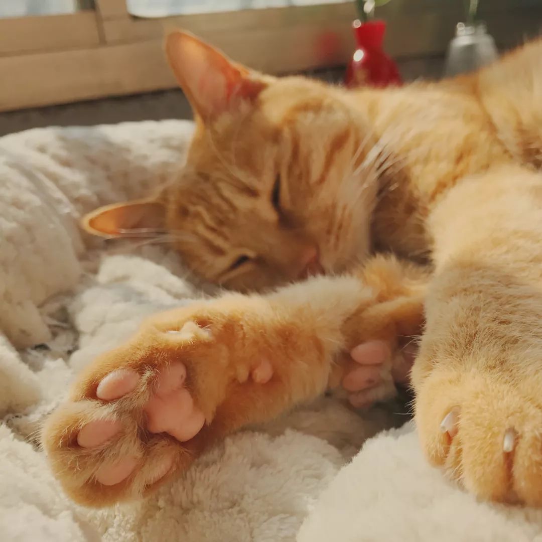 猫知道想主人吗,猫知道下雨下雪