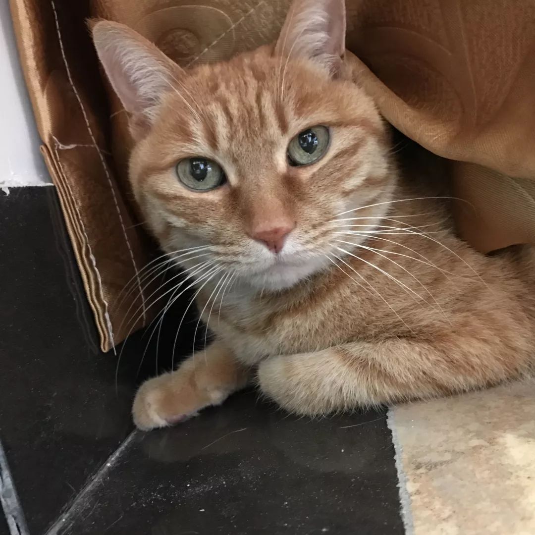 猫知道想主人吗,猫知道下雨下雪