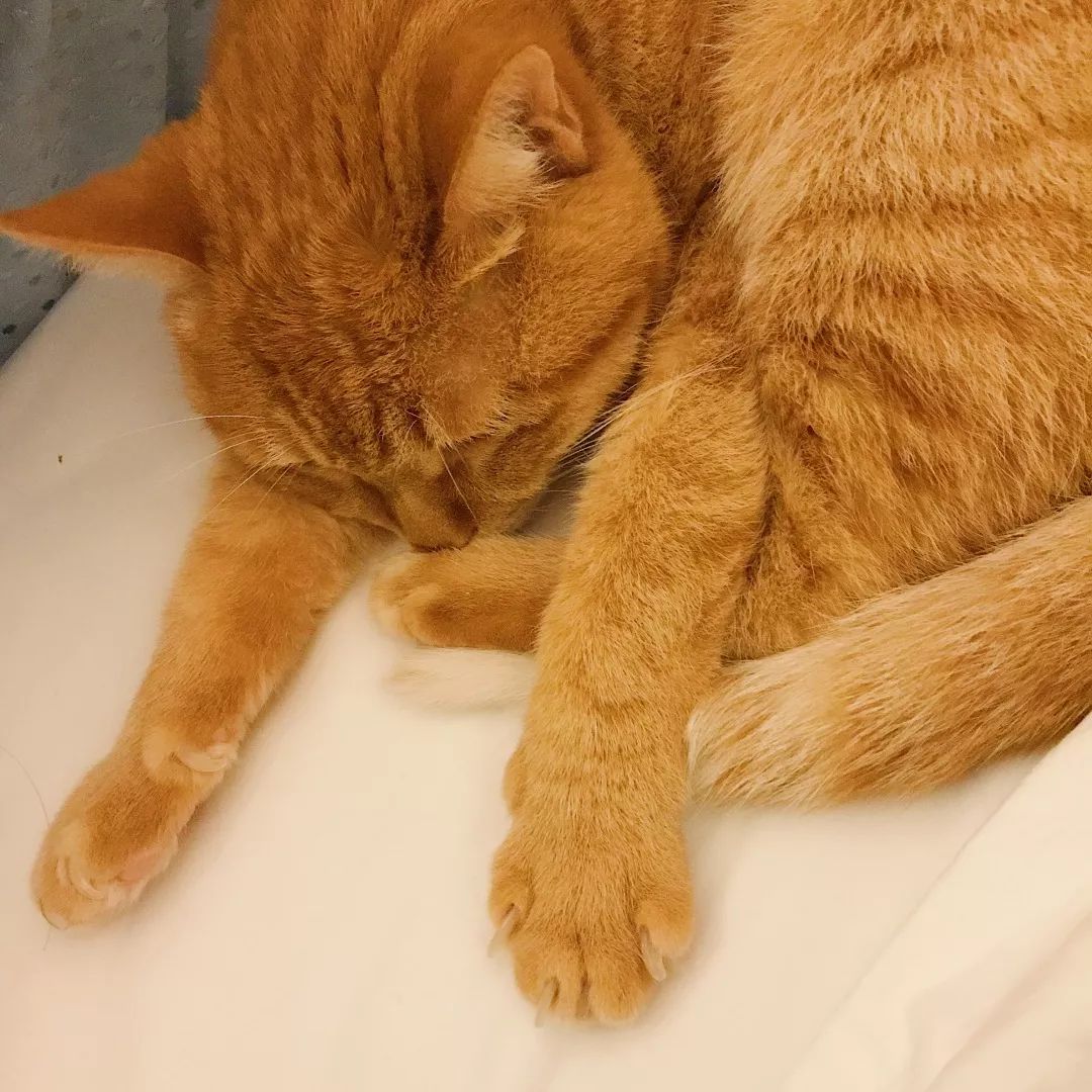 猫知道想主人吗,猫知道下雨下雪