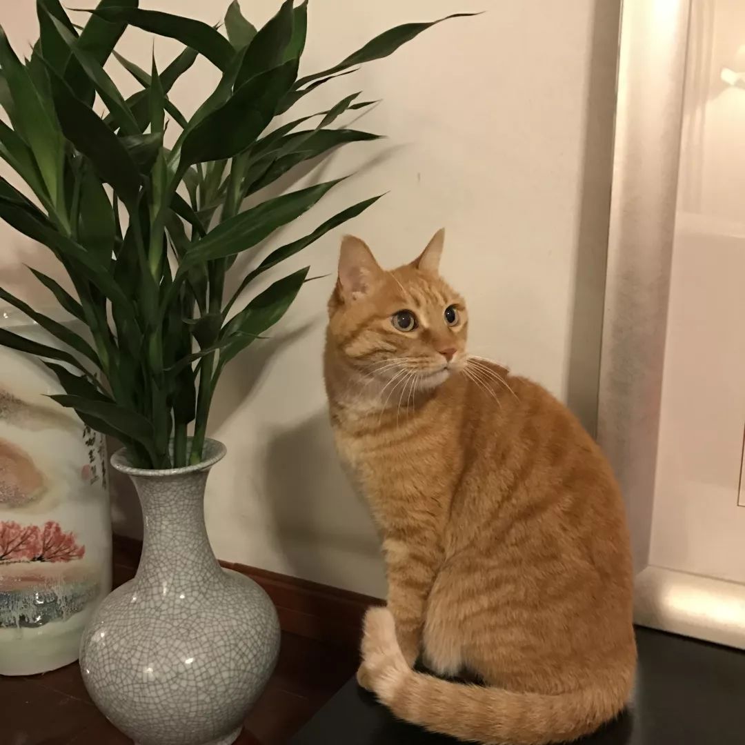 猫知道想主人吗,猫知道下雨下雪