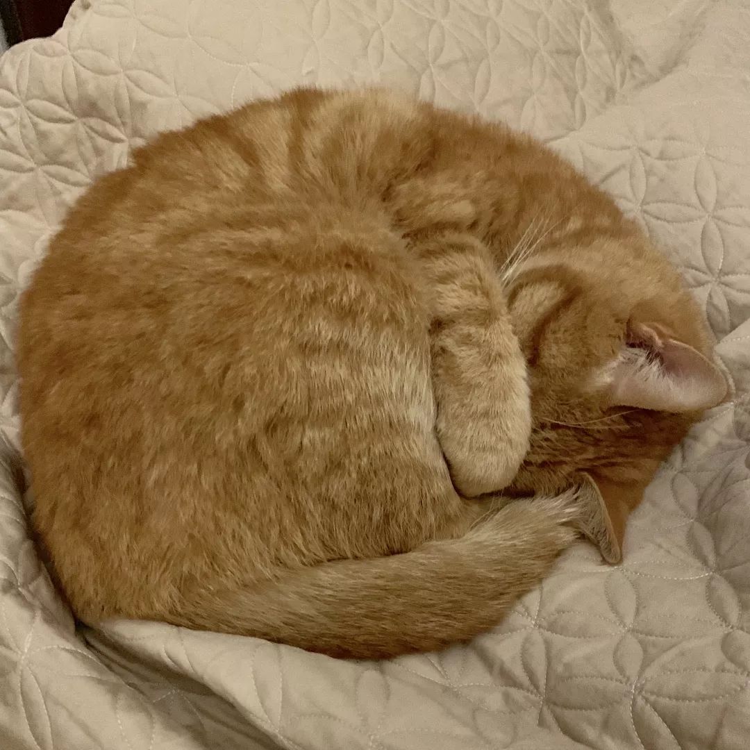 猫知道想主人吗,猫知道下雨下雪