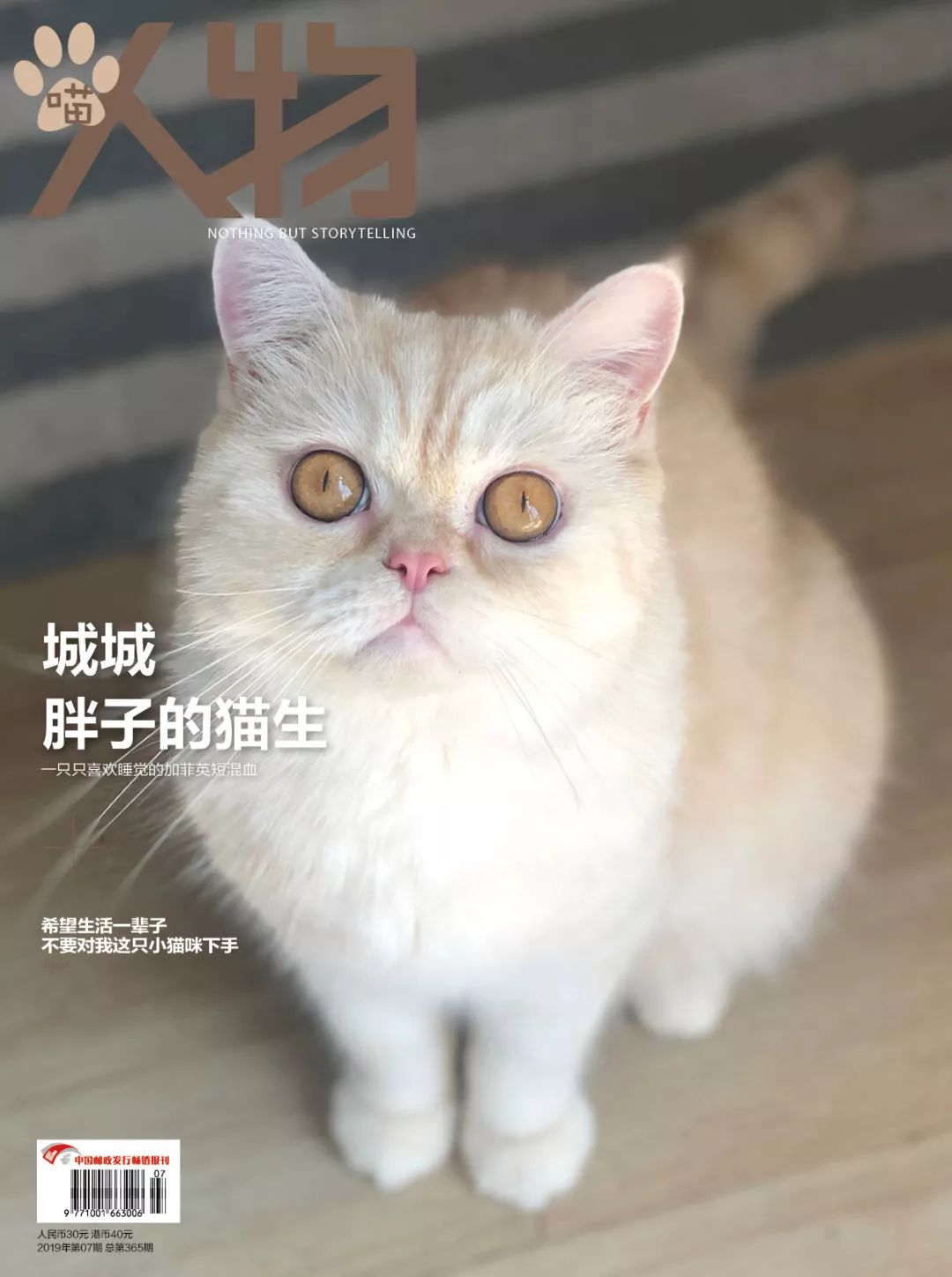 猫知道想主人吗,猫知道下雨下雪