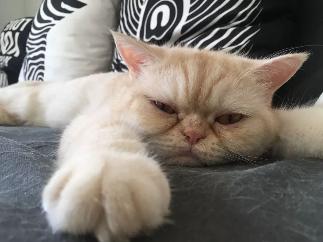 猫知道想主人吗,猫知道下雨下雪