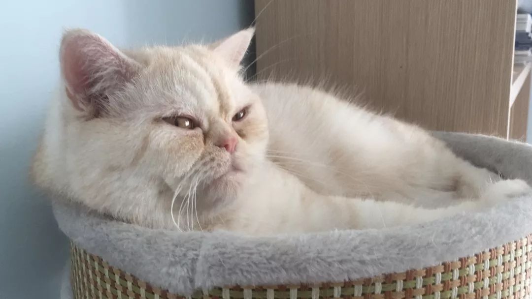 猫知道想主人吗,猫知道下雨下雪