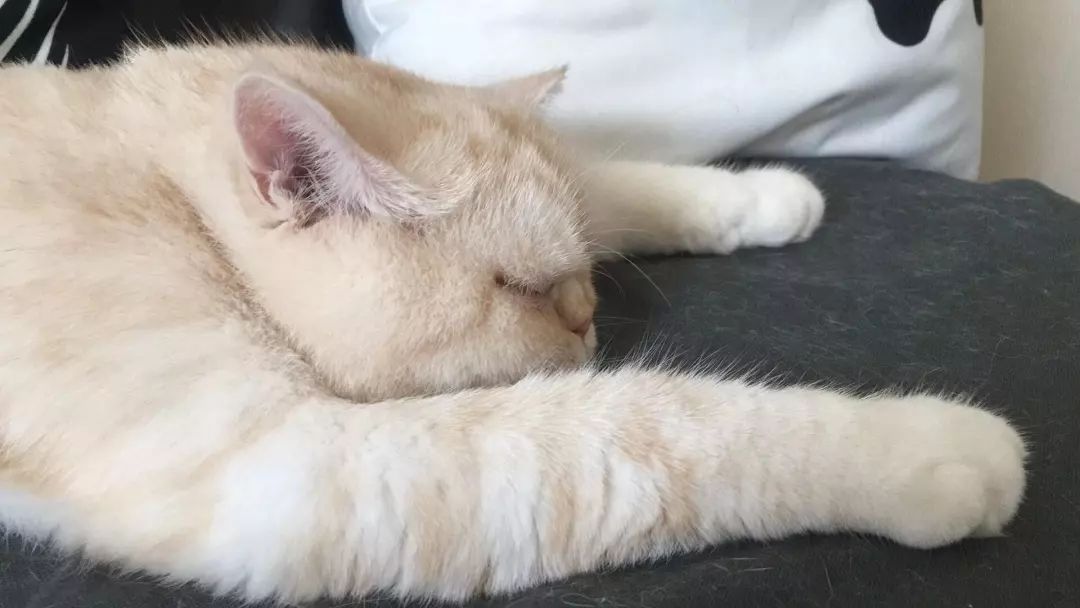 猫知道想主人吗,猫知道下雨下雪