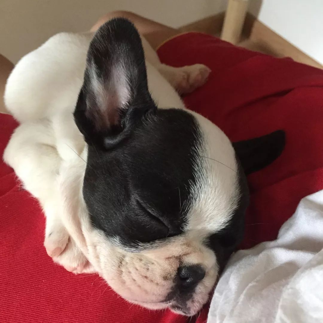 猫知道想主人吗,猫知道下雨下雪