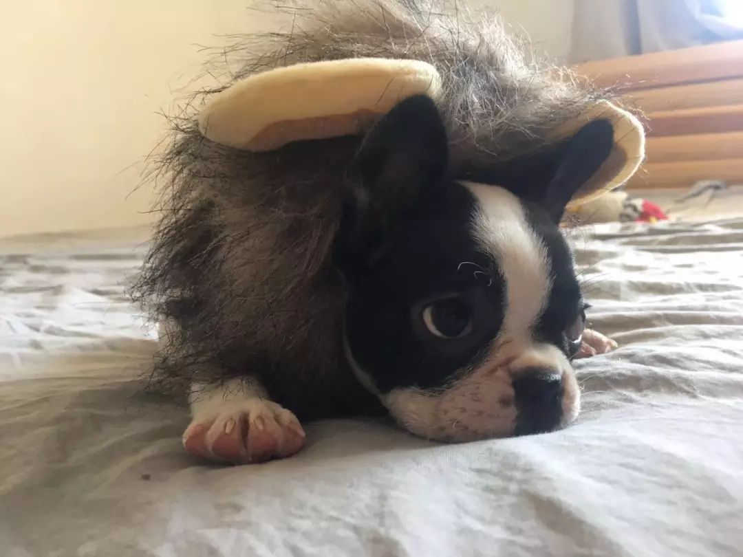 猫知道想主人吗,猫知道下雨下雪