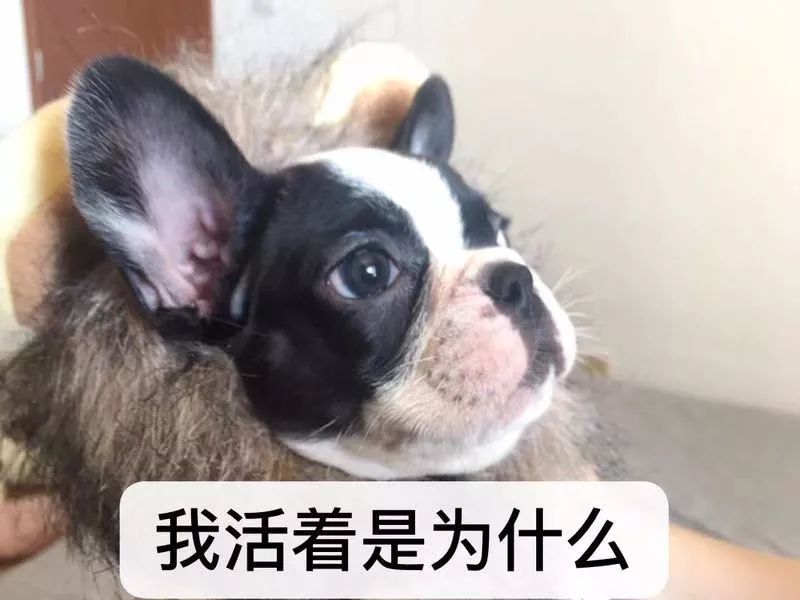 猫知道想主人吗,猫知道下雨下雪