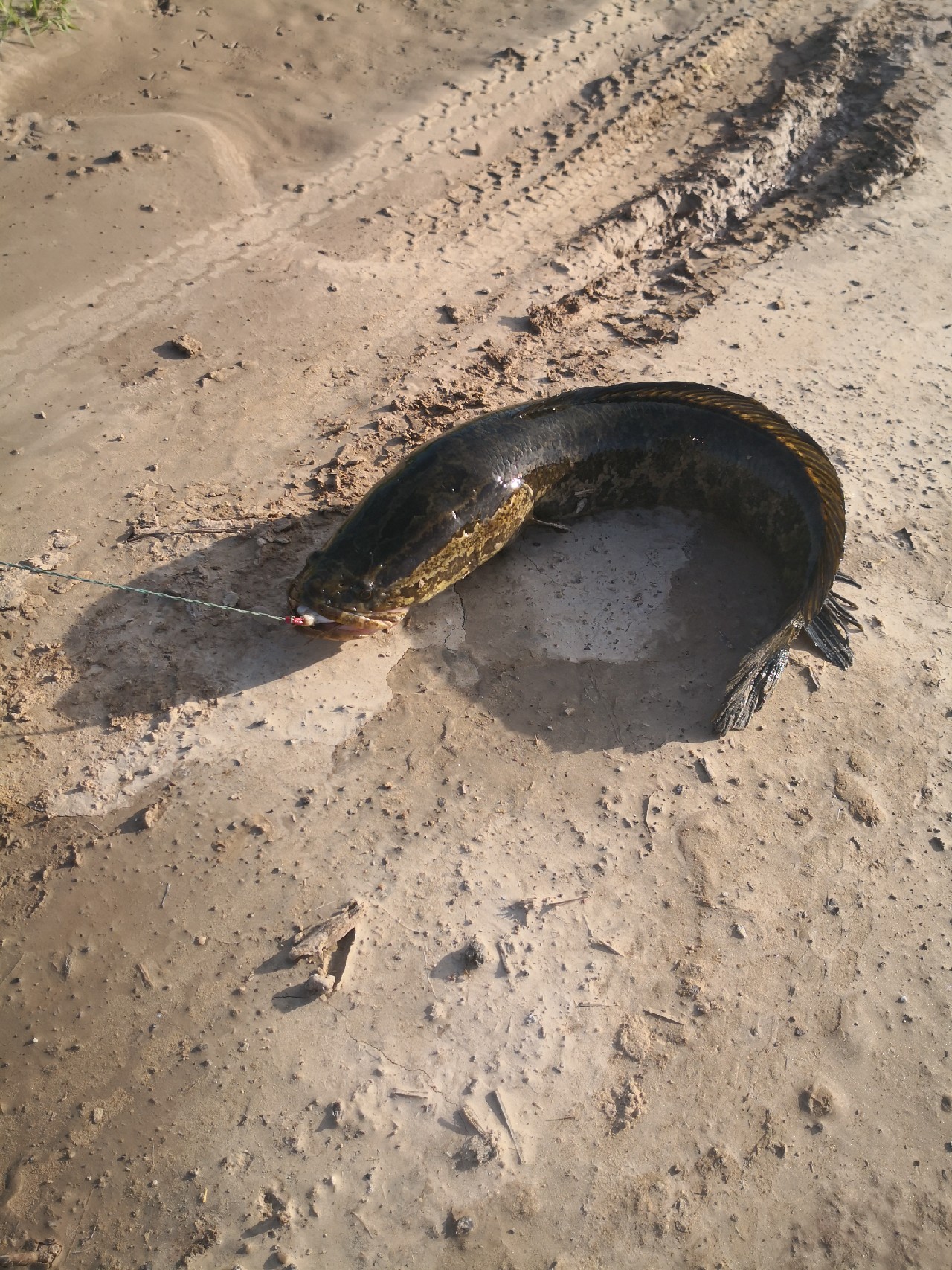 夕阳西下钓鱼人,夕阳西下钓鱼人在河边