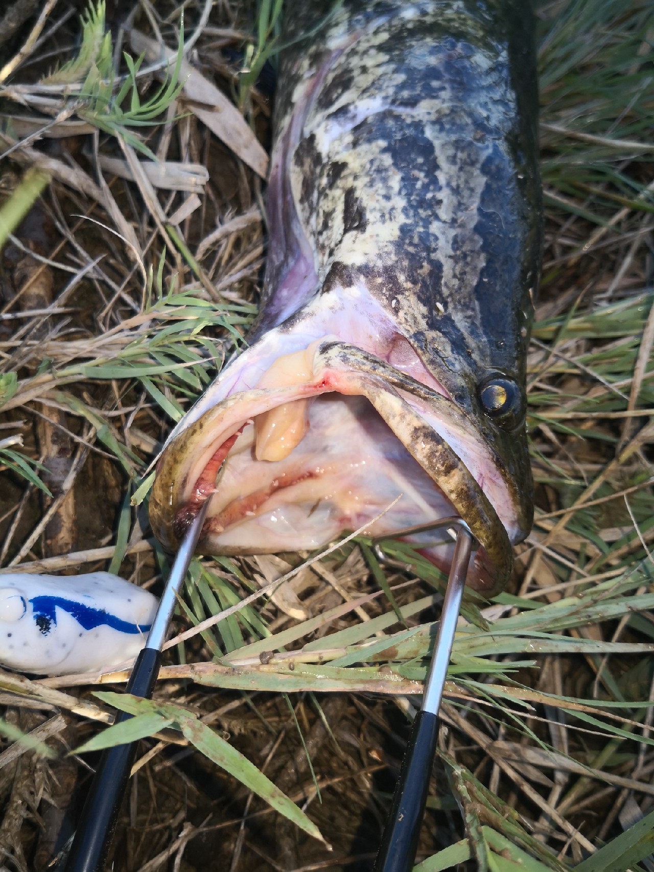 夕阳西下钓鱼人,夕阳西下钓鱼人在河边