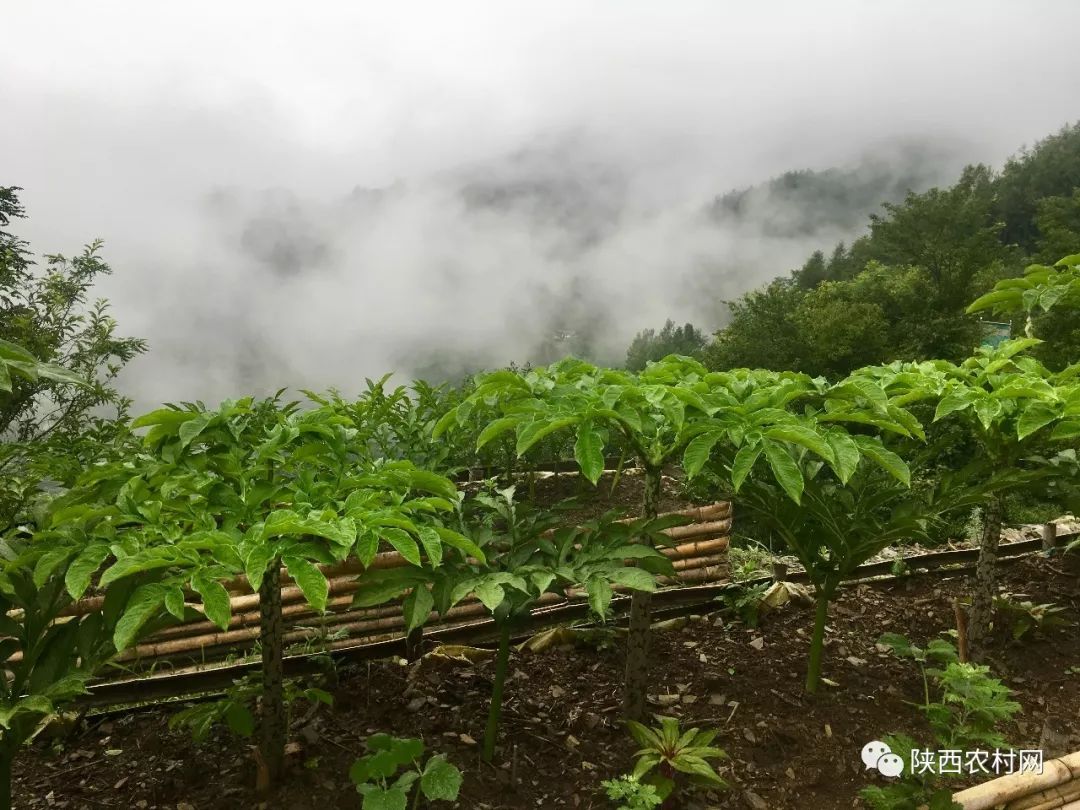 安康岚皋富硒魔芋,岚皋的魔芋产品