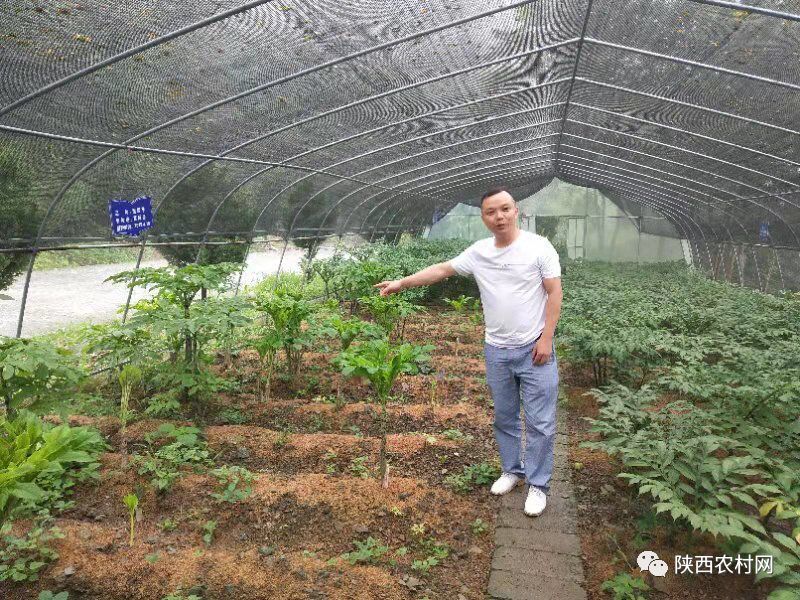 安康岚皋富硒魔芋,岚皋的魔芋产品