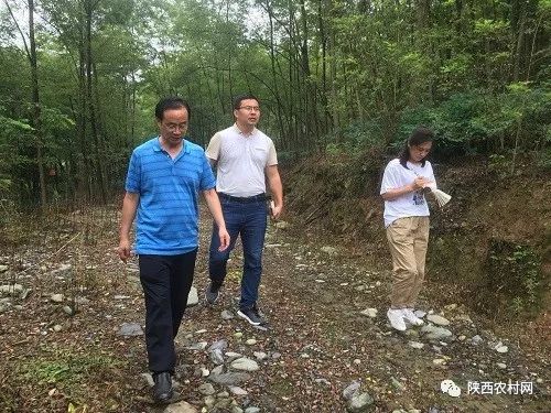 安康岚皋富硒魔芋,岚皋的魔芋产品