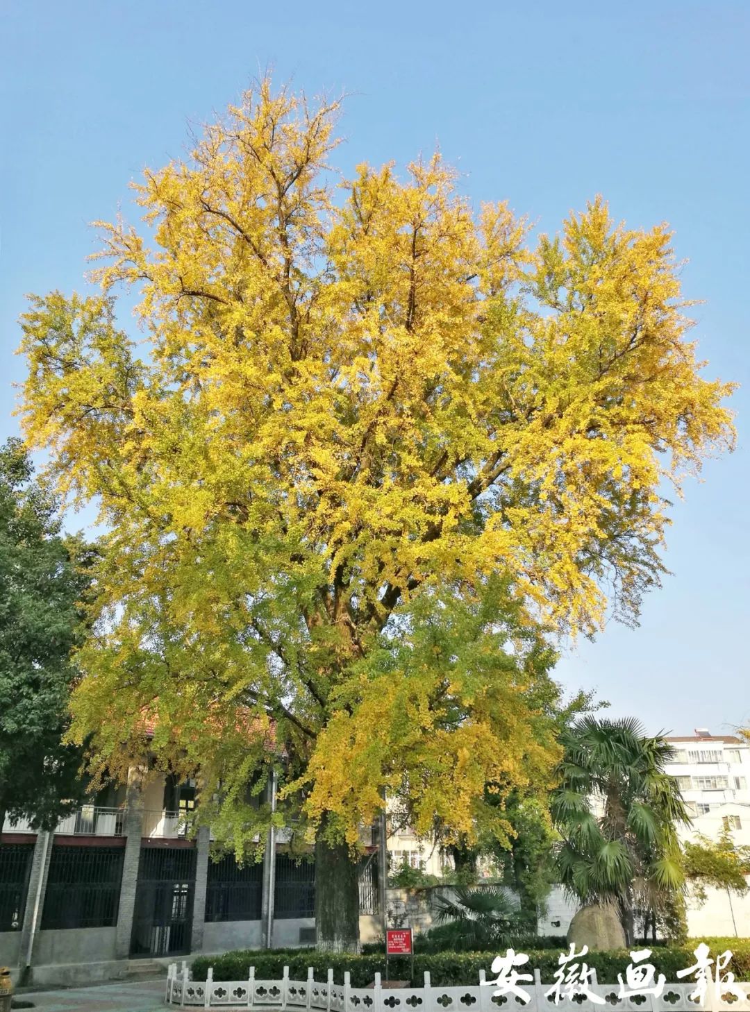 妗愬煄涓鐧惧勾鍚嶆牎,妗愬煄涓杈夌厡鍘嗗彶