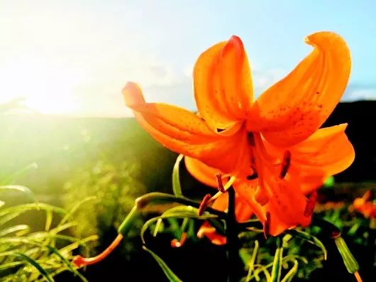 记临洮县上营乡包家山村“百合女人”申韦娟