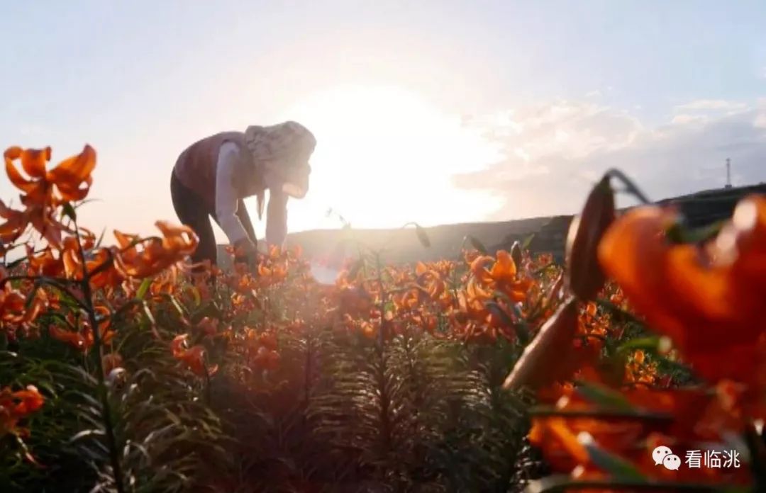 记临洮县上营乡包家山村“百合女人”申韦娟